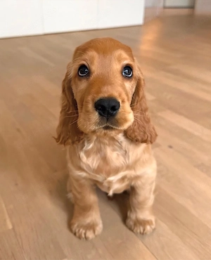 Zuckersüßen Cocker Spaniel Welpen