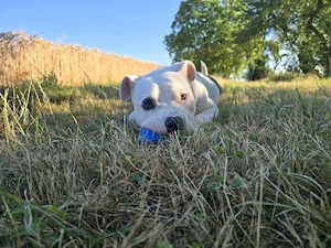 OEB bulldog Rüde
