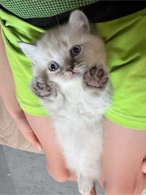 baby katzen Bkh