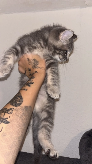 kitten britisch kurzhaar main coon mix 