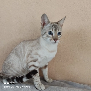 Reinrassige Bengal Katze mit Stammbaum.  Bild 7