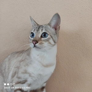 Reinrassige Bengal Katze mit Stammbaum.  Bild 6