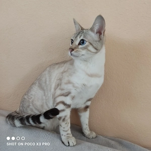 Reinrassige Bengal Katze mit Stammbaum.  Bild 2