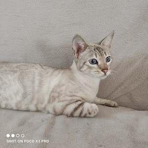 Reinrassige Bengal Katze mit Stammbaum.  Bild 4