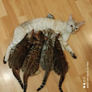 Reinrassige Bengal Katze mit Stammbaum.  Bild 8