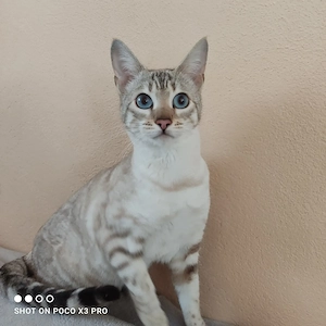 Reinrassige Bengal Katze mit Stammbaum. 