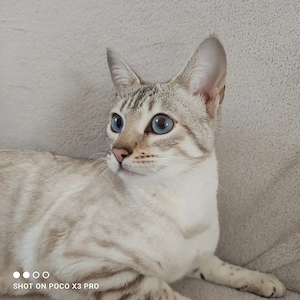 Reinrassige Bengal Katze mit Stammbaum.  Bild 3