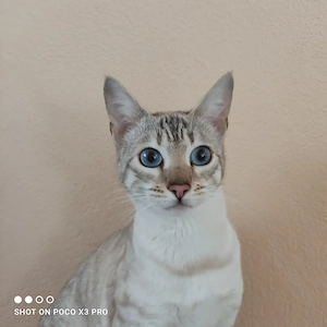 Reinrassige Bengal Katze mit Stammbaum.  Bild 5