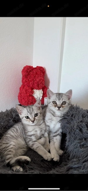 Britisch Kurzhaar Kitten
