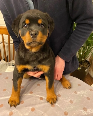 Charming Rottweiler Welpen