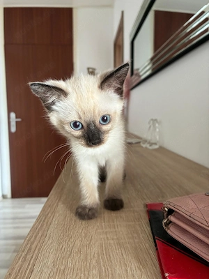 Wunderschönes Siam-Mix Kitten sucht liebevolles Zuhause  Bild 4