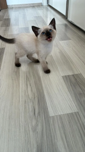 Wunderschönes Siam-Mix Kitten sucht liebevolles Zuhause  Bild 3
