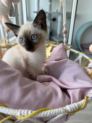 Wunderschönes Siam-Mix Kitten sucht liebevolles Zuhause  Bild 1