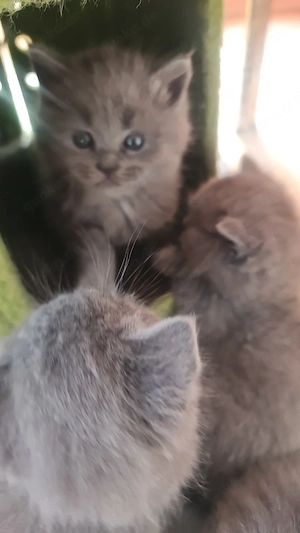 Süße BKH Kitten 