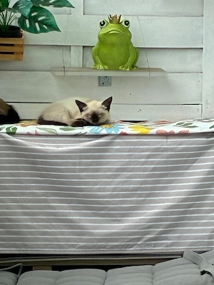 Wunderschönes Siam-Mix Kitten sucht liebevolles Zuhause  Bild 5
