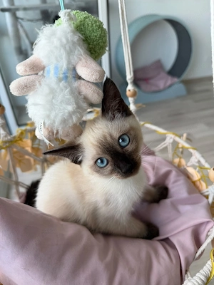 Wunderschönes Siam-Mix Kitten sucht liebevolles Zuhause  Bild 2