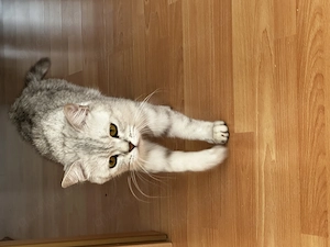 Britisch Kurzhaar Katze 