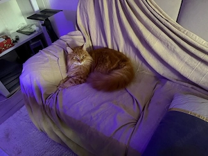 Traumhaftes Geschwisterpaar (1 Jahr, Maine Coon & BKH-Mix)   inkl. E-Equipment