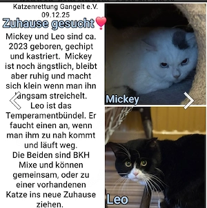 Mickey & Leo BKH Mixe