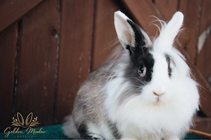 Löwenköpfchen Zwergkaninchen Minilop Zwergwidder Lionlop Löwenwidder Hasen Babys