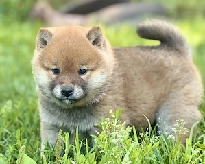 Shiba-Inu-Welpe