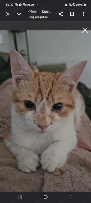 Krümel (geschätzt, 1 Jahre alt)