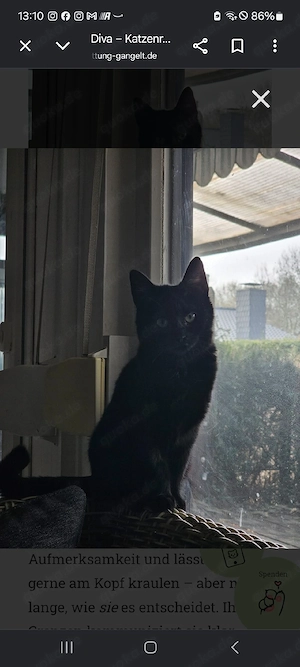 Diva (geschätzt, 1 Jahre alt)