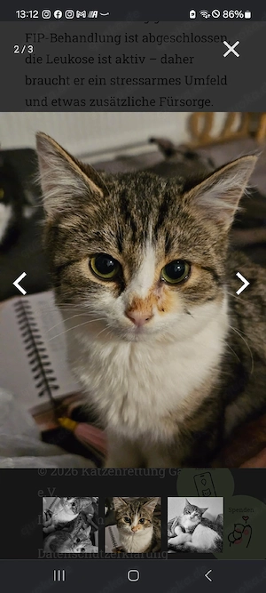Fiete (geschätzt, 1 Jahre alt)