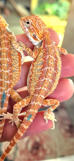 noch 4 frei!! hobbyaufgabe.thunderbolt verp.bartagame NZ hypos het. witblitz het. zero het. trans 