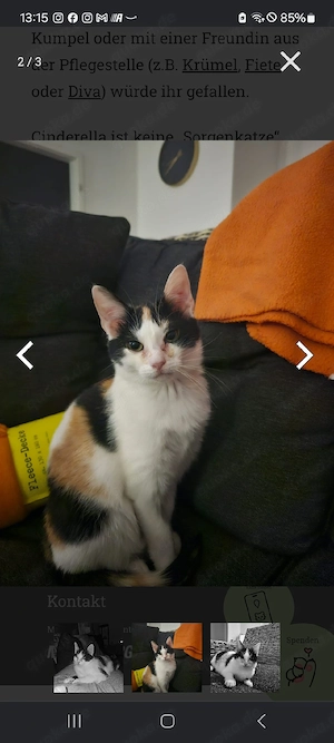 Cinderella (geschätzt, 1 Jahre alt)