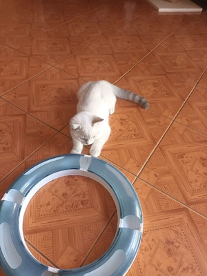 BKH Kitten, Kater , Kätzchen