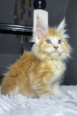 Wunderschöne, 3 Monate alte Maine Coon sucht ein Zuhause für immer.     