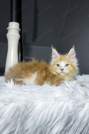 Wunderschöner Maine Coon Kater, 3 Monate alt   geimpft, entwurmt & bereit für sein neues Zuhause 