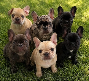 französische Bulldoggen welpen