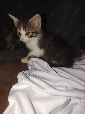 katzen babys suchen liebevollen zuhause 