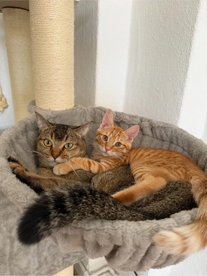 2 süße kater abzugeben  