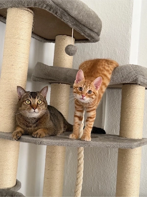 2 kater abzugeben