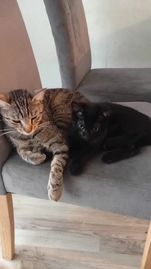 katzen zu verkaufen 