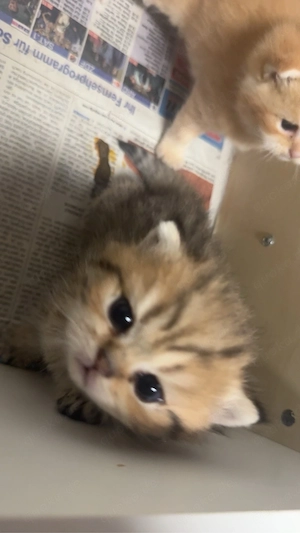BKH kitten 