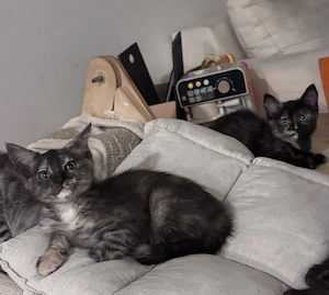 Maine Coon Mix Kitten Maikätzchen 