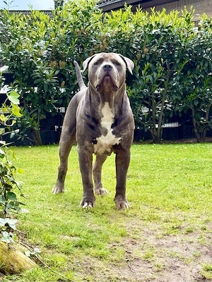 American Bully XL mit ABKC 