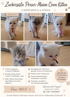 Perser-Main-Coon Kitten 