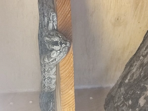 Tarahumara Zwerg Boa 