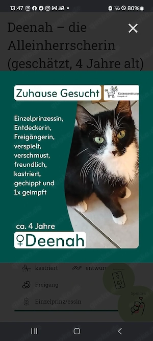 Deenah   die Alleinherrscherin (geschätzt, 4 Jahre alt)
