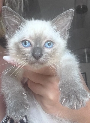 Ragdoll Heilige Birma Mix Kitten Kater 