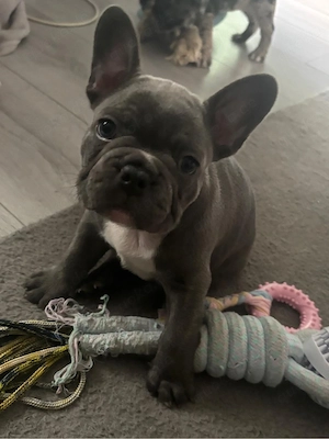 Französische Bulldogge Welpen