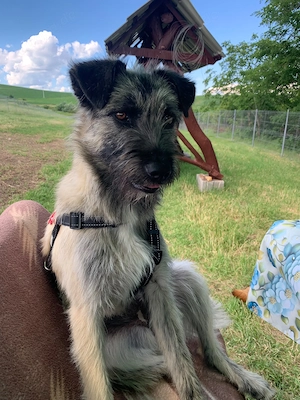 Cleo sucht ein Zuhause mit Garten