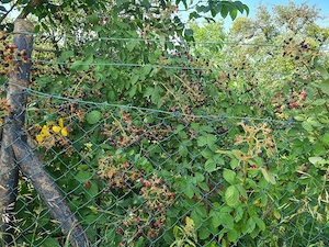 Freizeitgarten grundstück