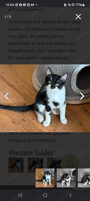 Lucius ist etwa am 01.03.2026 geboren