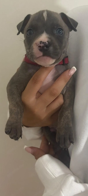 Amerikan Bully mix welpen 